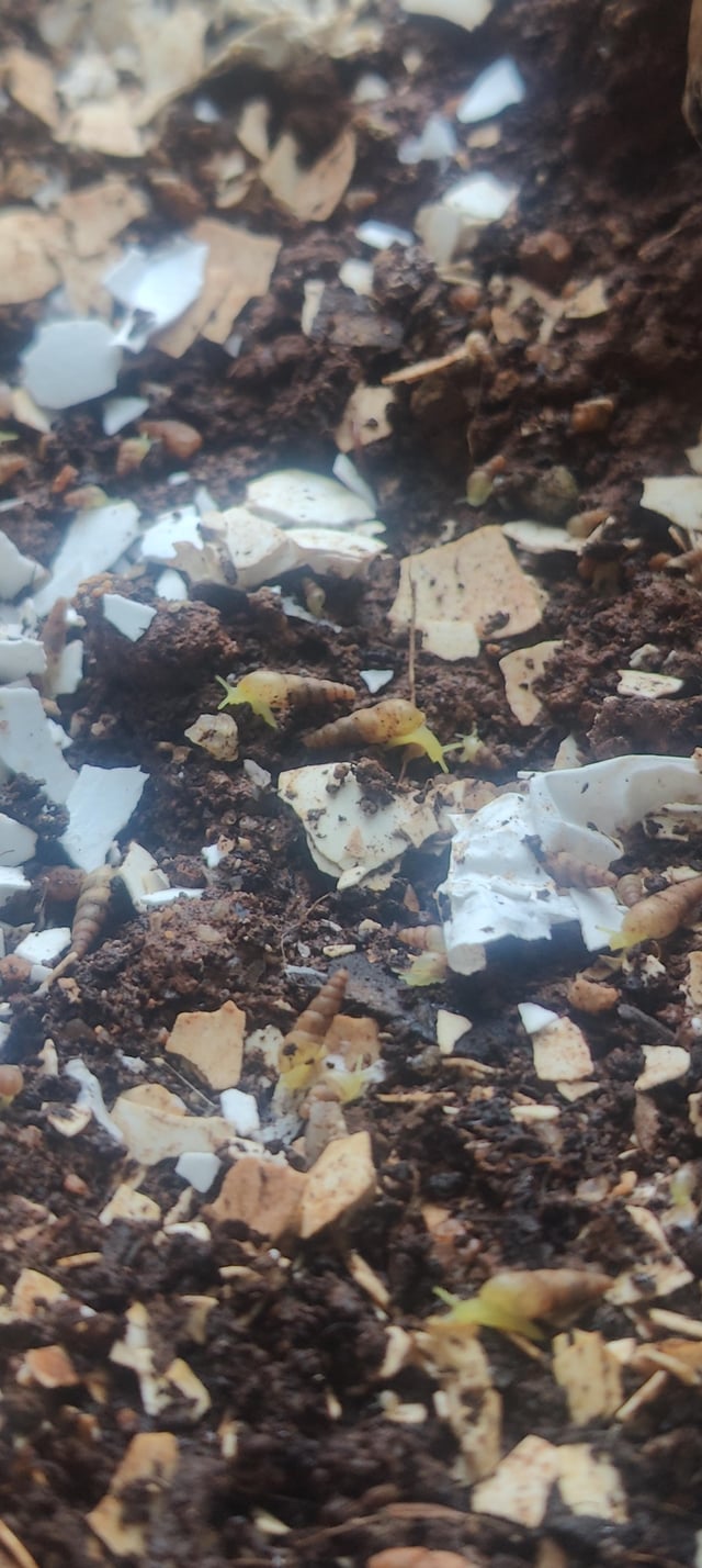 Help. Spotted these tiny green snails in my pots – Reddit Post