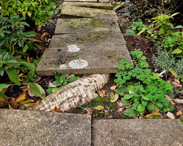 What’s the best way to deal with this troublesome Wisteria root, which has disturbed some paving stones? I don’t want to kill my mature Wisteria.