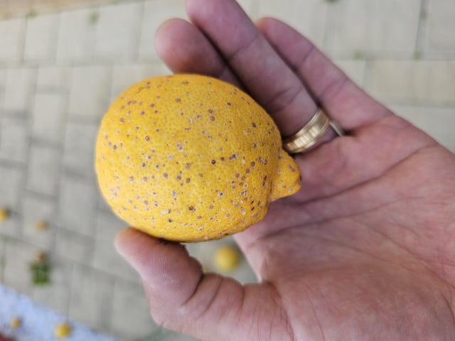 What’s going on with this lemon?