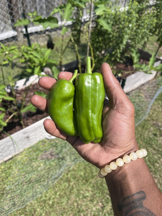 First time gardener. First time (mini) Bell Pepper harvest. – Reddit Post