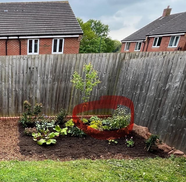 Was it a mistake to plant 3 ivy plants in this back corner?