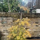 Acer going yellow/brown and losing leaves