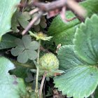 Strawberries on Halloween?!