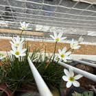 Today’s blooms – Reddit Post