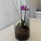 Advice on this orchid please