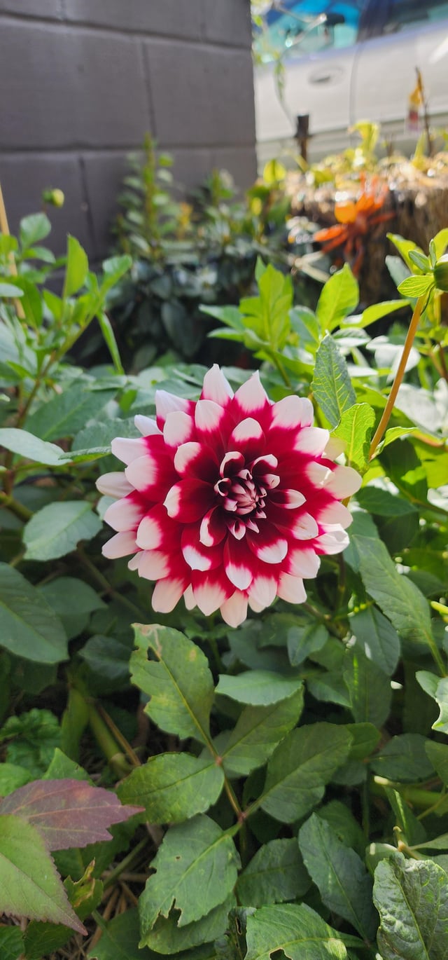 Duet Dahlia! – Reddit Post