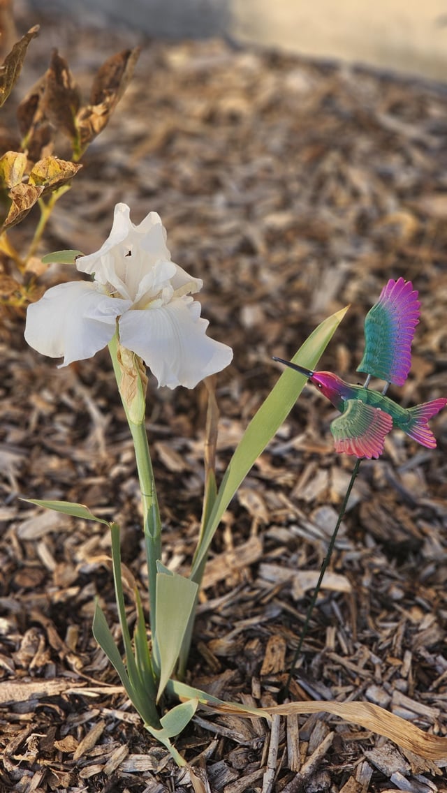 Iris in fall :) – Reddit Post