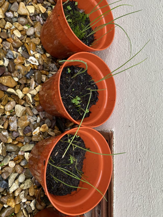 Slug attack. How do I protect plants?