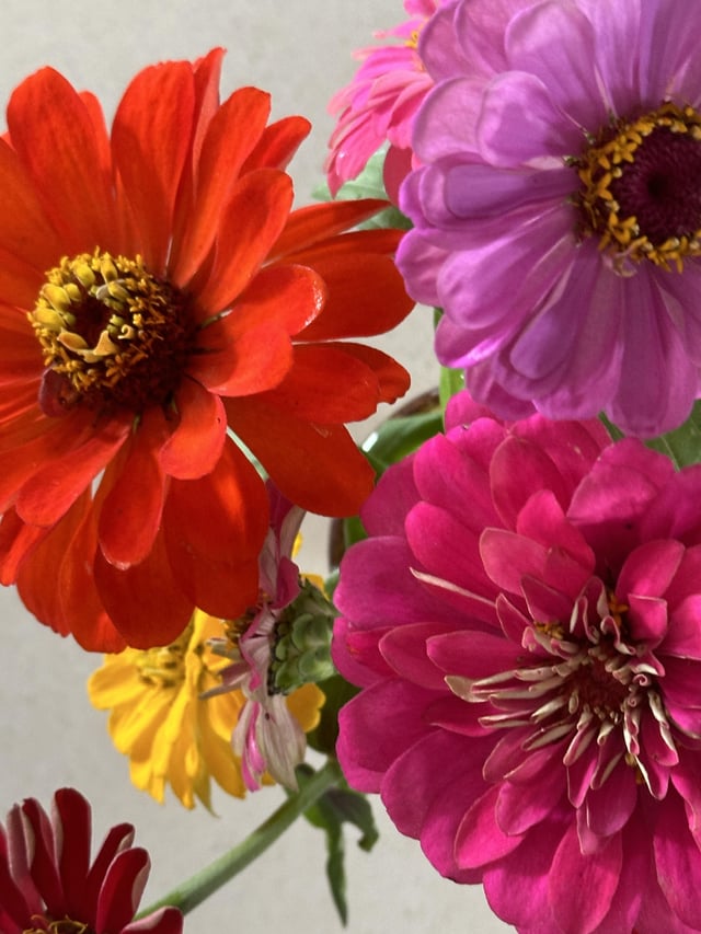 My happy Zinnia collection – Reddit Post