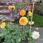 I honestly think Goddess of Dahlias has blessed me this year and it’s my first time growing it from tubers. So many buds yet to bloom.