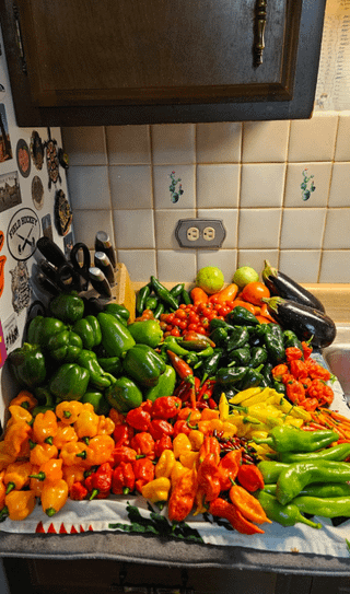 Peppers harvest – Reddit Post