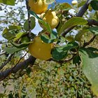 Mountain quinces waiting to become jam – Reddit Post