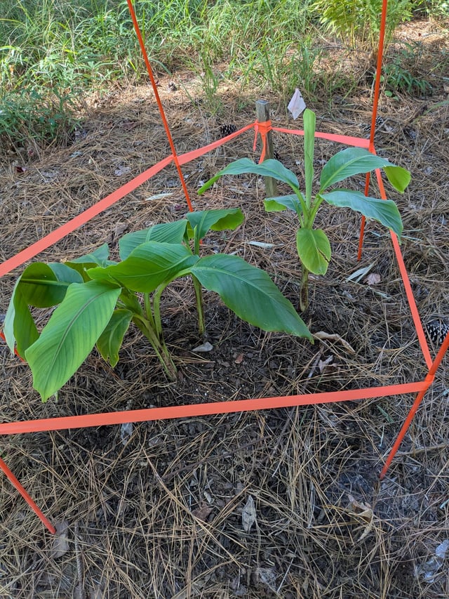 Banana trees back from dead – Reddit Post
