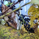 (Wild?) Grapes still good to eat? – Reddit Post
