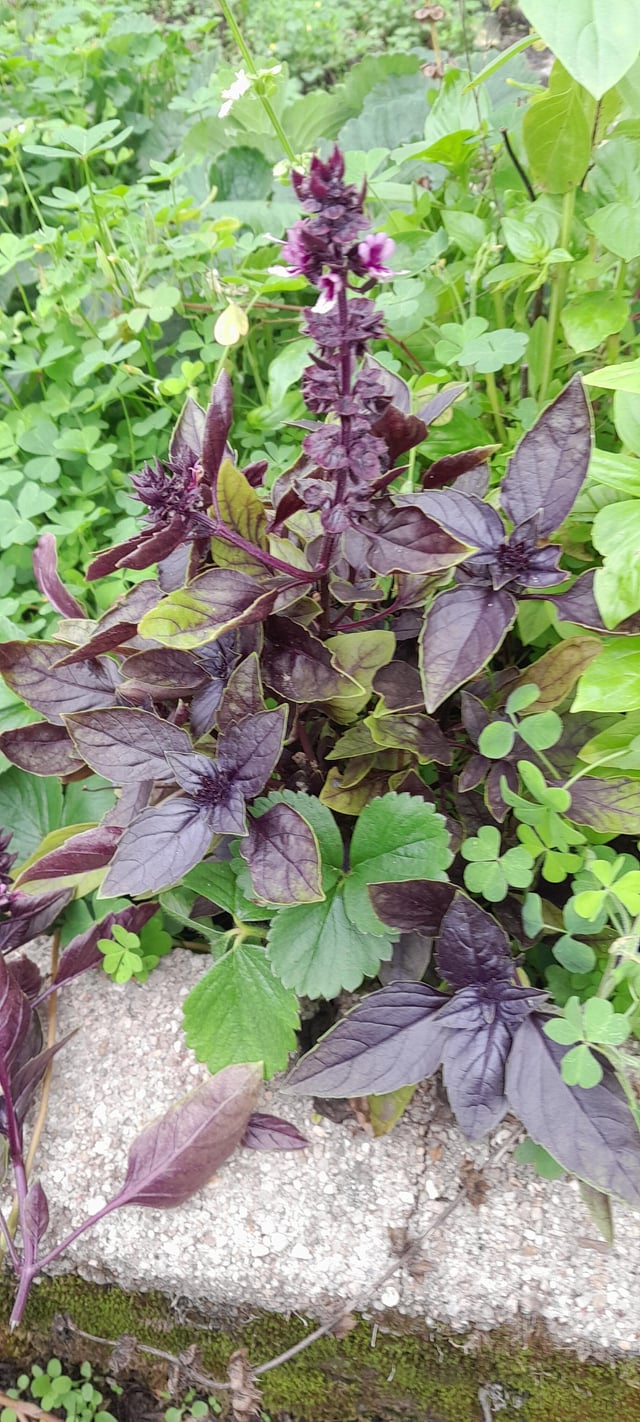 Purple basil is such a beautiful plant – Reddit Post