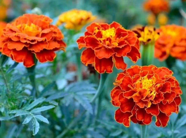marigold.. 🌼 – Reddit Post