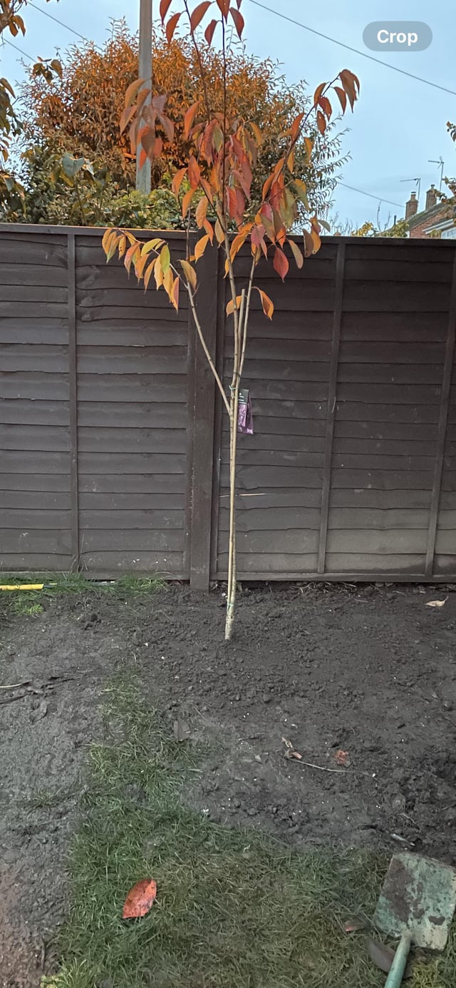 Do I need to stake this tree?