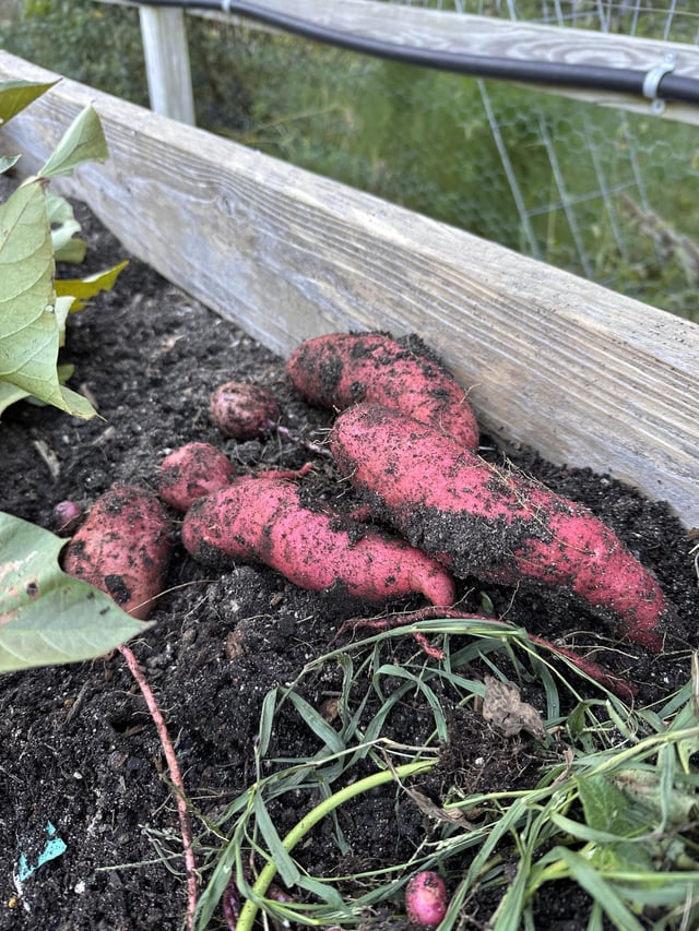 My first sweet potatoes! – Reddit Post