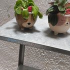 all my plants die, help :(