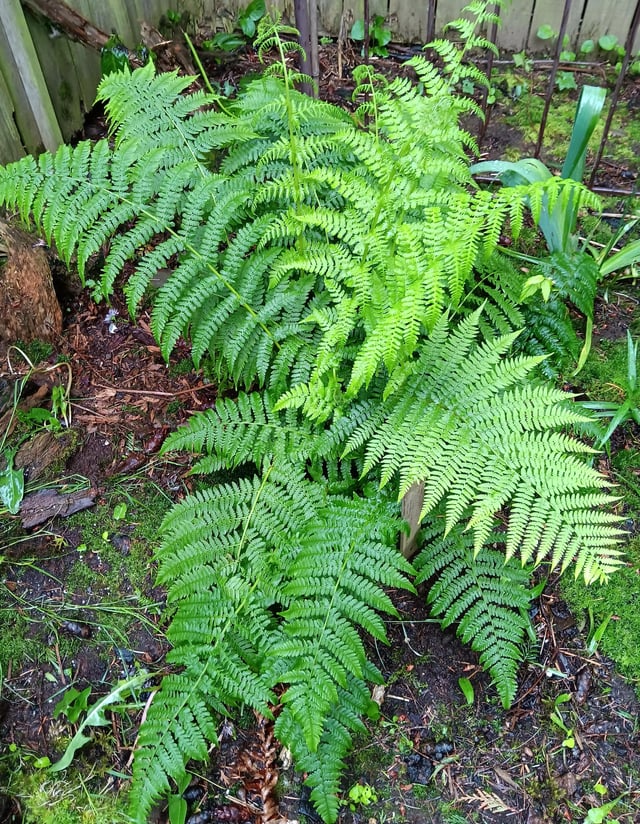 One of our ferns – Reddit Post