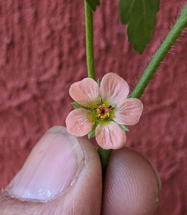 Weed flower – Reddit Post
