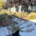 have you ever seen string of buttons flower before? – Reddit Post