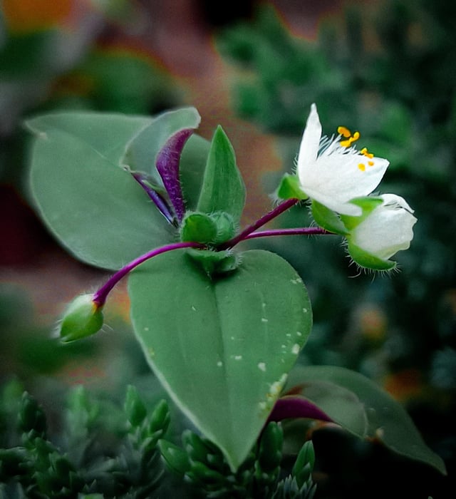 My bonsai has a flower – Reddit Post