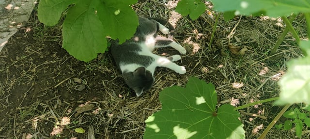 The rodent prevention is sleeping on the job. – Reddit Post