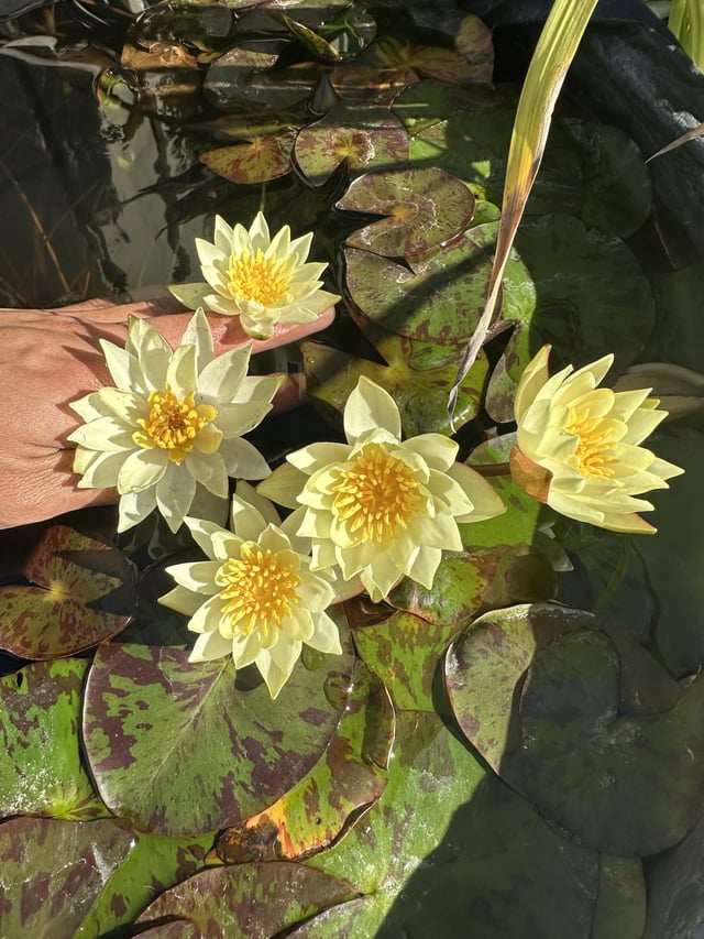 Pygmy nymphaea – Reddit Post