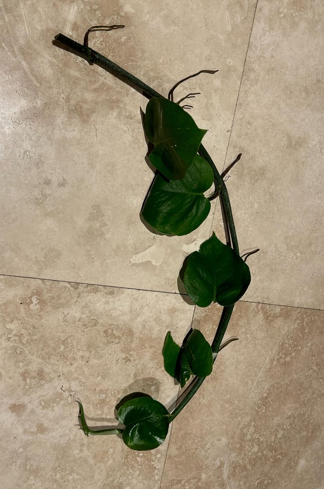 ID help