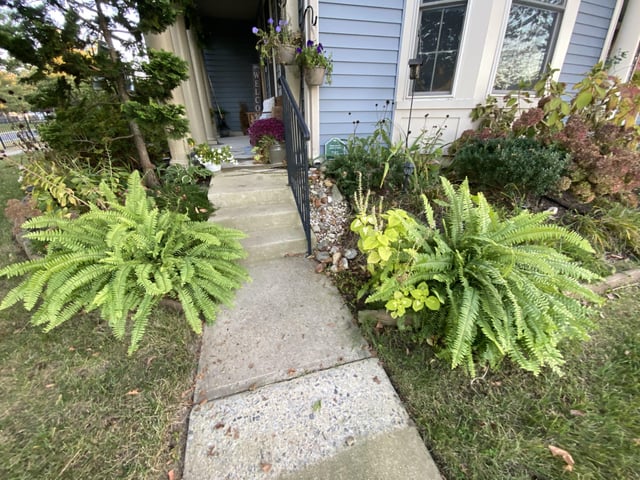 Boston Ferns in the ground… 7a – Reddit Post