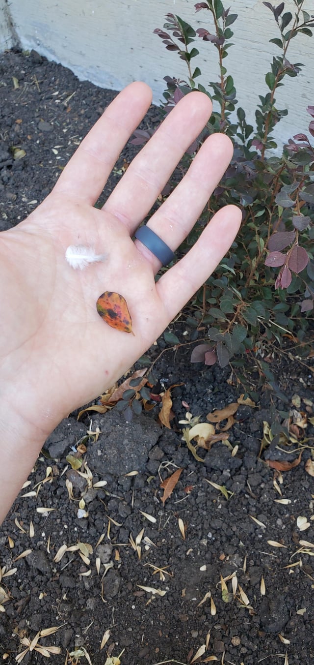Newly Planted Loropetalum – What is this? – Reddit Post