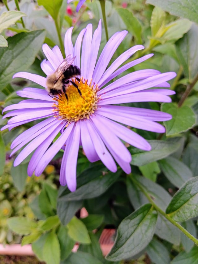 A bumble bee in our pollinator garden – Reddit Post