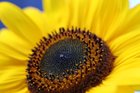Macro shots of my flowers! – Reddit Post