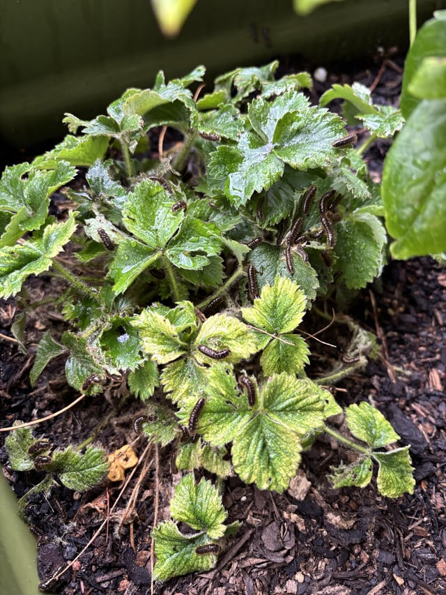 Strawberries covered in millipedes