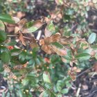Pyracantha Saphyr Rouge HELP