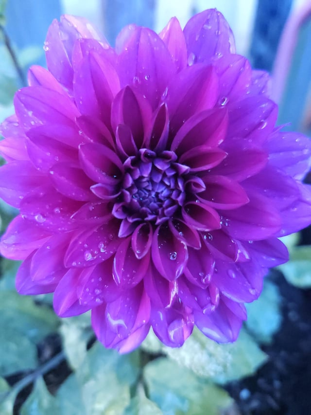 Look how pretty my sister’s plant is – Reddit Post
