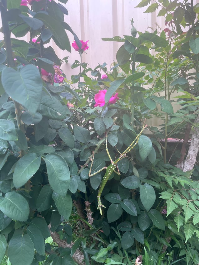 Almost gave this lass the chop as I was collecting a few roses! Also, is this mildew? – Reddit Post