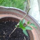 My jalapeno plant