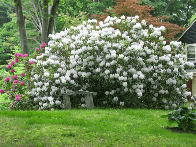 Big Rhoadie, NH – Reddit Post