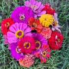 Great closing harvest for the season. Fall has come, it’s time to remodel the garden. – Reddit Post
