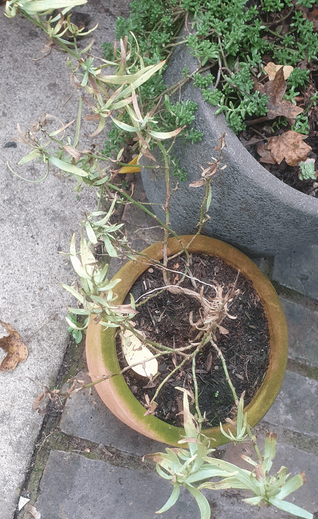 Is this normal for french tarragon?