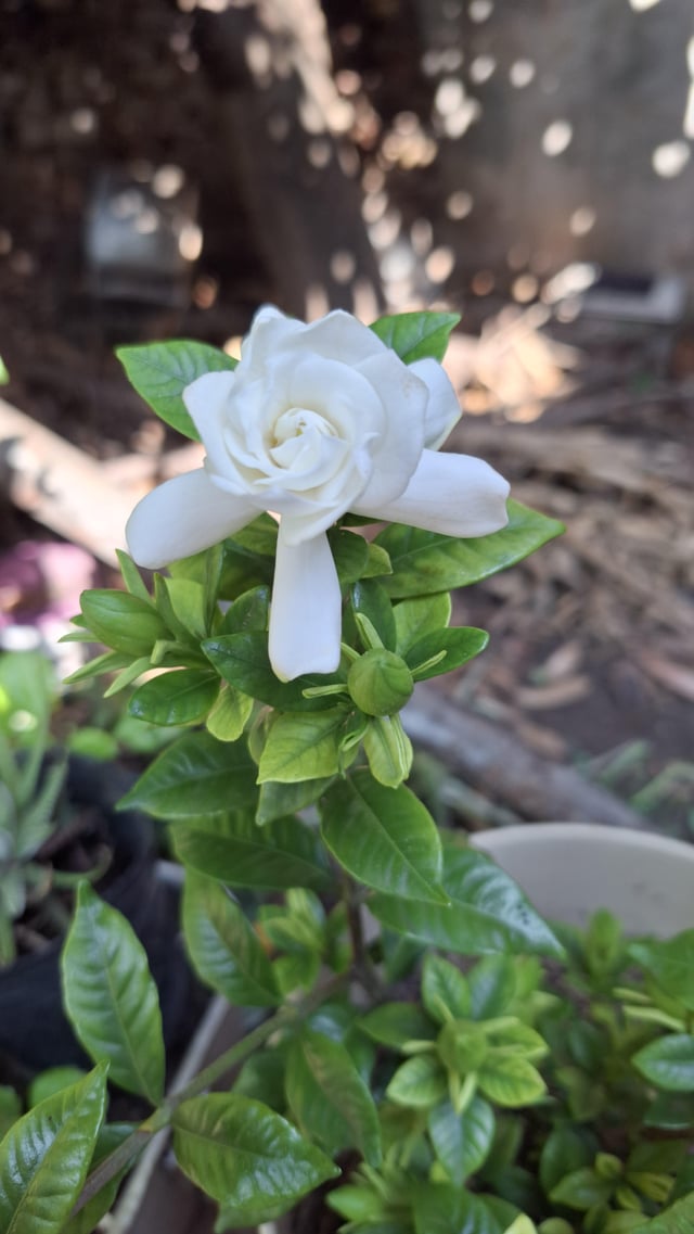 Gardenia jasminoide Kimura – Reddit Post