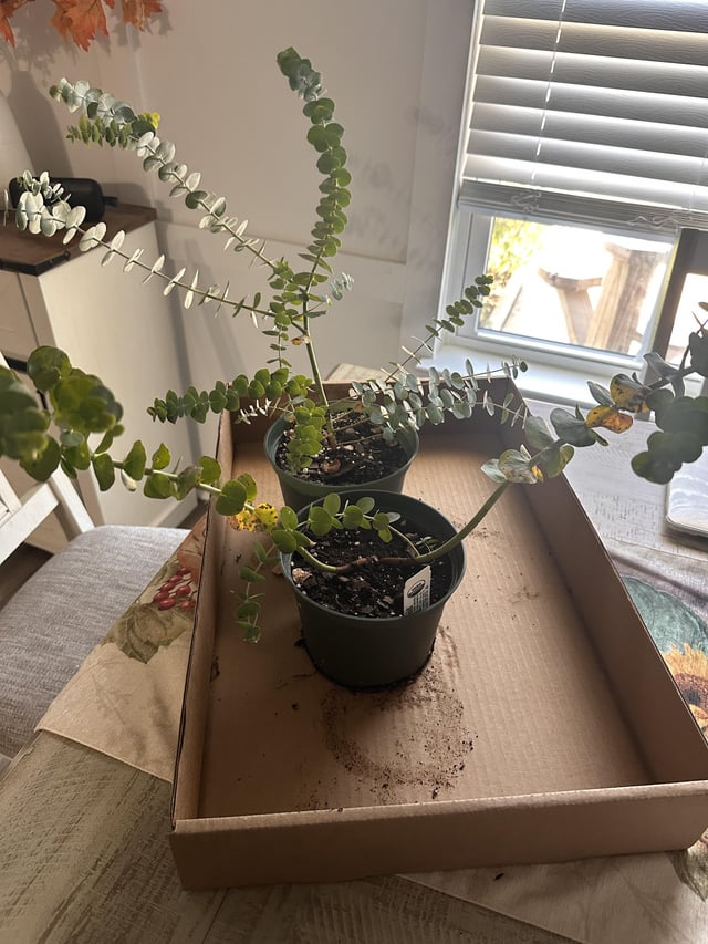 where should i put these eucalyptus plants ? – Reddit Post