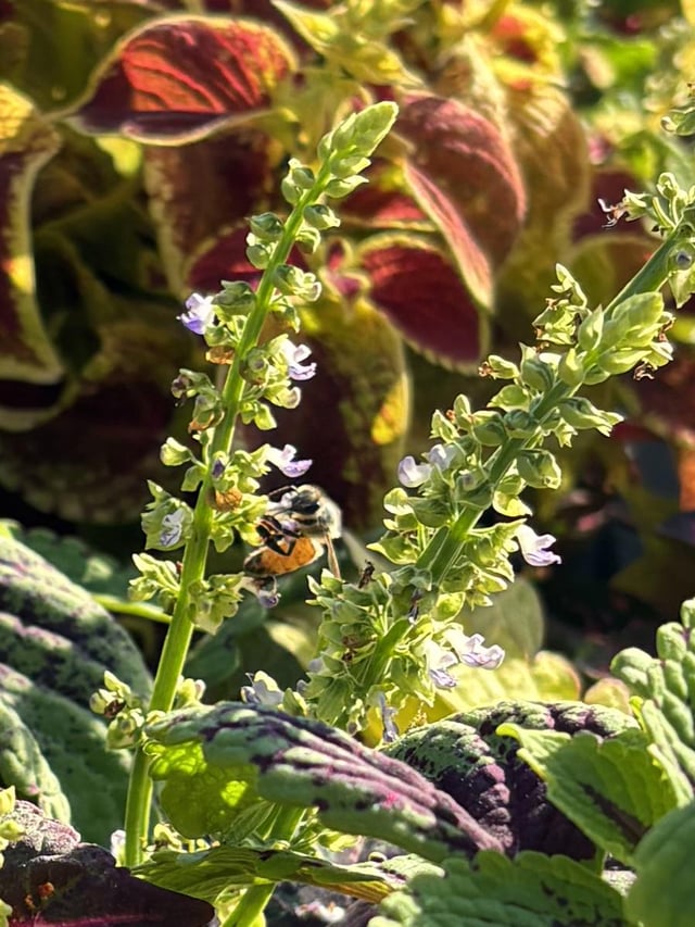 Another reason to love coleus – Reddit Post