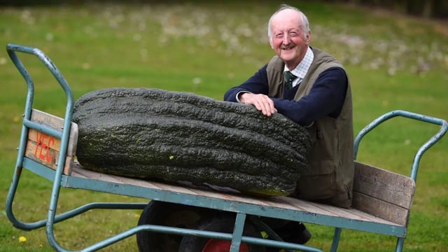 This beast of a courgette weighed up to 66.8 kg at the 2017 Harrogate Autumn Flower Show in Harrogate. The man in the photo is Peter Glazerbrook