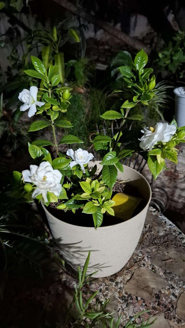 Gardenia Jasminoides Kimura – Reddit Post