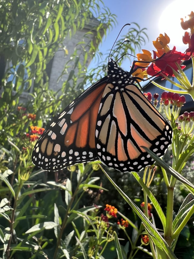 This monarch looks like a painting – Reddit Post