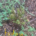 melastoma affine (blue tongue) suddenly dying?