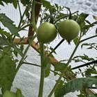 I have my first tomatoes!